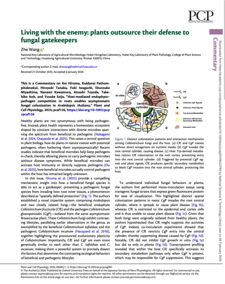 Graphical abstract for the 2026 Plant and Cell Physiology commentary